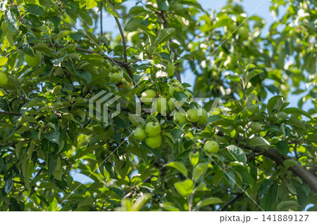 Green apples ripening on a vibrant tree under a clear blue sky in a sunny orchard during late summer Green apples ripening on a vibrant tree under a clear blue sky in a sunny orchard during late summer 141889127