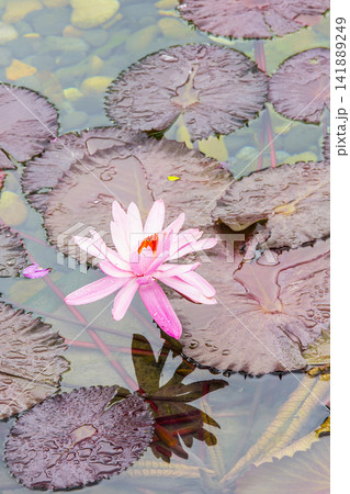 A single pink water lily blooms amongst dark, wet lily pads. A single pink water lily blooms amongst dark, wet lily pads. 141889249