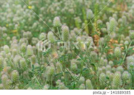 Trifolium arvense is growing in meadow. Annual herbaceous plant of legume family. Plant grows in meadows, forest edges, mainly on sandy soils. Trifolium arvense is growing in meadow. Annual herbaceous plant of legume family. Plant grows in meadows, forest edges, mainly on sandy soils. 141889385