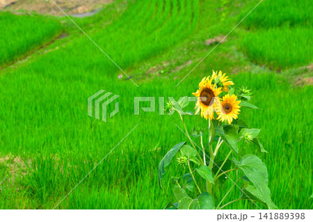 夏 ひまわり 田んぼ 夏 ひまわり 田んぼ 141889398