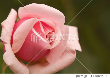 形、色ともとてもきれいな秋薔薇 141889407