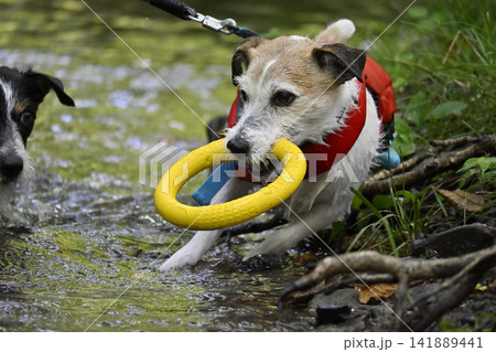 ライフジャケットを着て川で遊ぶ愛犬　ジャックラッセルテリア（スムースコート） 141889441