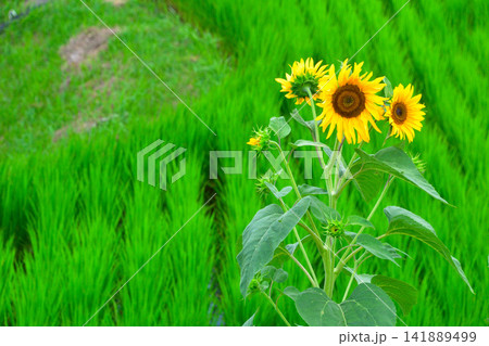 夏　ひまわり　田んぼ 141889499