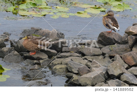 Ducks, a sense of peace: a natural scene among stones and lilies Ducks, a sense of peace: a natural scene among stones and lilies 141889502