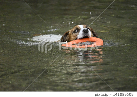 おもちゃお咥えて泳ぐ愛犬　ジャックラッセルテリア（スムースコート） 141889509