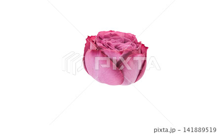紫がかったピンク色の薔薇 背景透過 マクロ 紫がかったピンク色の薔薇 背景透過 マクロ 141889519