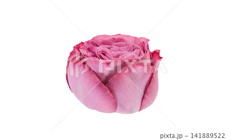 紫がかったピンク色の薔薇 背景透過 マクロ 紫がかったピンク色の薔薇 背景透過 マクロ 141889522
