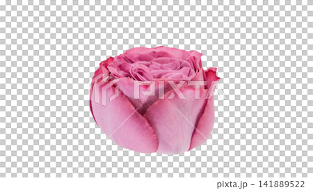 紫がかったピンク色の薔薇 背景透過 マクロ 紫がかったピンク色の薔薇 背景透過 マクロ 141889522