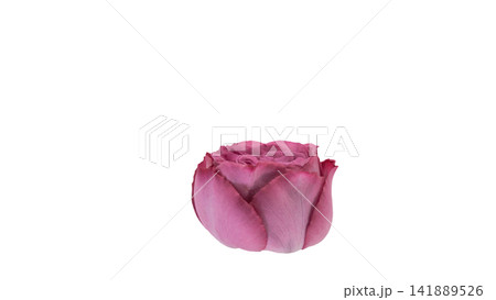紫がかったピンク色の薔薇 背景透過 マクロ 紫がかったピンク色の薔薇 背景透過 マクロ 141889526