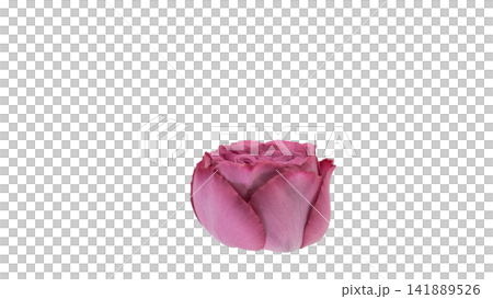 紫がかったピンク色の薔薇 背景透過 マクロ 紫がかったピンク色の薔薇 背景透過 マクロ 141889526