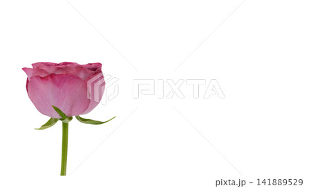 紫がかったピンク色の薔薇 背景透過 マクロ 紫がかったピンク色の薔薇 背景透過 マクロ 141889529