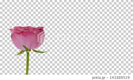 紫がかったピンク色の薔薇 背景透過 マクロ 紫がかったピンク色の薔薇 背景透過 マクロ 141889529