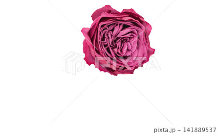 紫がかったピンク色の薔薇　背景透過　マクロ 141889537