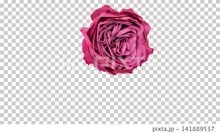 紫がかったピンク色の薔薇　背景透過　マクロ 141889537