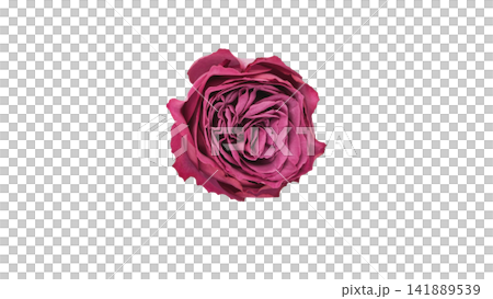 A purplish-pink rose; transparent background; macro. A purplish-pink rose; transparent background; macro. 141889539