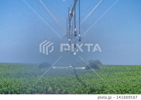 Vibrant fields come to life under the gentle spray of irrigation in a sunny countryside setting 141889587