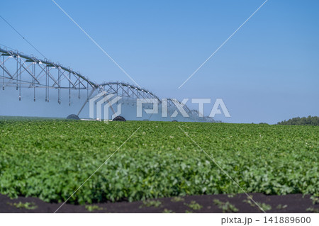 Gala potato fields under bright blue skies showcase vibrant growth and modern irrigation techniques in a bountiful landscape 141889600