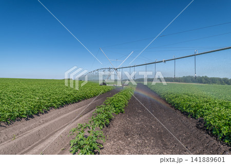 Vibrant potato fields nurtured by modern irrigation under a clear blue sky 141889601