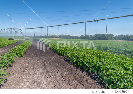 Gala potatoes grow harmoniously under clear skies with an impressive irrigation system 141889605