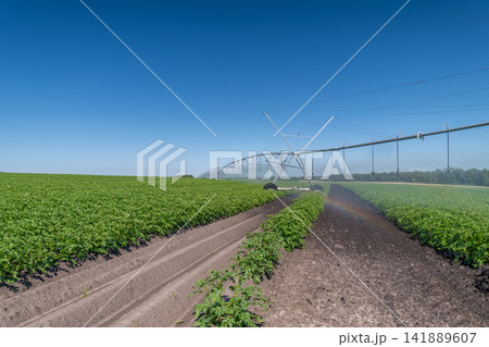 Lush green potato fields flourish under a clear blue sky with advanced irrigation systems nurturing growth Lush green potato fields flourish under a clear blue sky with advanced irrigation systems nurturing growth 141889607