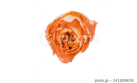 オレンジ色の薔薇 背景透過 マクロ オレンジ色の薔薇 背景透過 マクロ 141889658