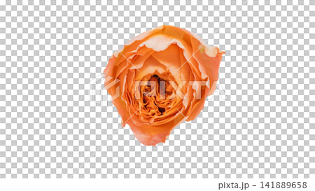 オレンジ色の薔薇 背景透過 マクロ オレンジ色の薔薇 背景透過 マクロ 141889658
