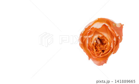 オレンジ色の薔薇 背景透過 マクロ オレンジ色の薔薇 背景透過 マクロ 141889665