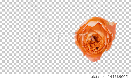 オレンジ色の薔薇 背景透過 マクロ オレンジ色の薔薇 背景透過 マクロ 141889665