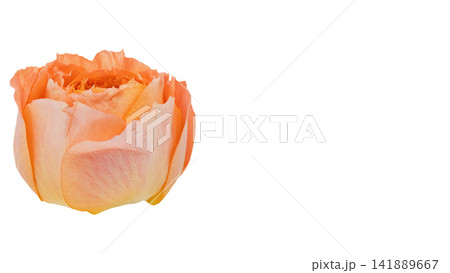 オレンジ色の薔薇 背景透過 マクロ オレンジ色の薔薇 背景透過 マクロ 141889667