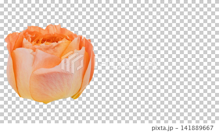 オレンジ色の薔薇 背景透過 マクロ オレンジ色の薔薇 背景透過 マクロ 141889667