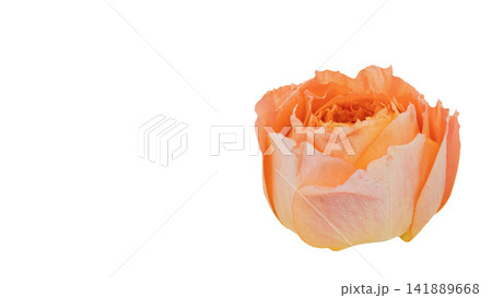 オレンジ色の薔薇 背景透過 マクロ オレンジ色の薔薇 背景透過 マクロ 141889668
