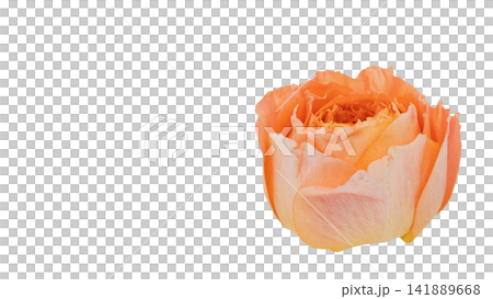 オレンジ色の薔薇 背景透過 マクロ オレンジ色の薔薇 背景透過 マクロ 141889668