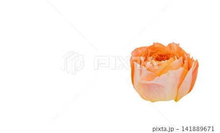 オレンジ色の薔薇 背景透過 マクロ オレンジ色の薔薇 背景透過 マクロ 141889671