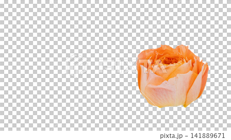 オレンジ色の薔薇 背景透過 マクロ オレンジ色の薔薇 背景透過 マクロ 141889671