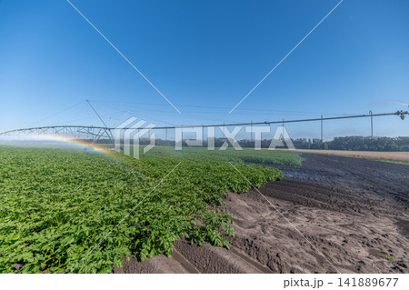 Vibrant green gala potato fields flourish under a clear blue sky with irrigation system creating a refreshing mist Vibrant green gala potato fields flourish under a clear blue sky with irrigation system creating a refreshing mist 141889677