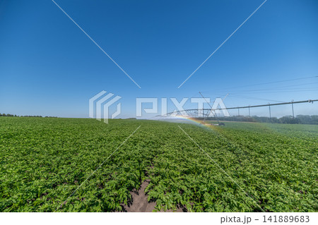Vibrant potato field basking in sunlight with an irrigation system spraying water under a clear blue sky Vibrant potato field basking in sunlight with an irrigation system spraying water under a clear blue sky 141889683