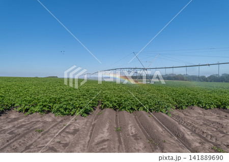 Vibrant rainbow arcs across a sprawling green potato field under the clear blue sky during a sunny afternoon Vibrant rainbow arcs across a sprawling green potato field under the clear blue sky during a sunny afternoon 141889690