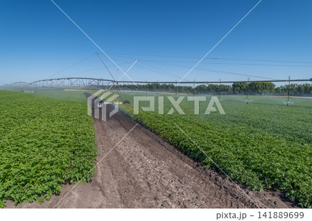 Enjoying the vibrant growth of potatoes under bright blue skies in a scenic farm setting 141889699