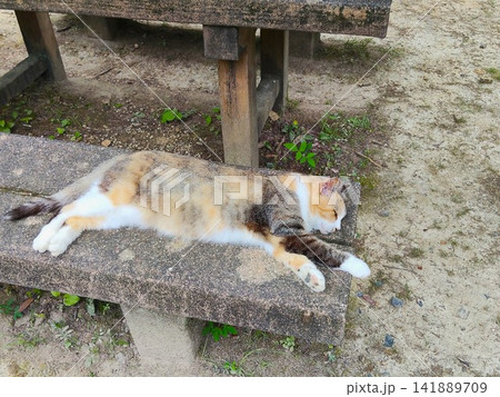 ベンチで横たわって眠る三毛猫 ベンチで横たわって眠る三毛猫 141889709