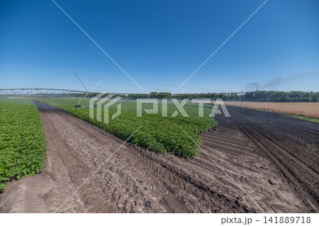 Vibrant farmland flourishing under clear blue skies with lush crops and irrigation in full swing invites a peaceful rural life 141889718