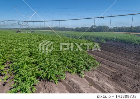 Modern irrigation system enhances efficient farming in lush potato fields under a clear blue sky Modern irrigation system enhances efficient farming in lush potato fields under a clear blue sky 141889738