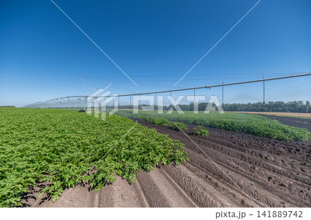 Vibrant gala potato fields thrive under the clear blue sky in an expansive farm landscape Vibrant gala potato fields thrive under the clear blue sky in an expansive farm landscape 141889742