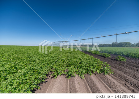 Green fields basking under the bright sun while modern irrigation systems ensure healthy crops thrive Green fields basking under the bright sun while modern irrigation systems ensure healthy crops thrive 141889743