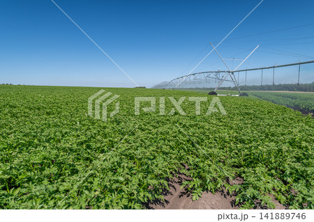 Potato field flourishing under the bright sun with irrigation system stretching across the horizon 141889746