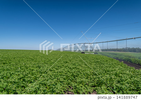 Gala potato variety thriving in lush green fields under a clear blue sky 141889747