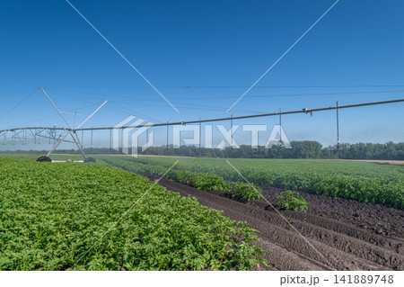 Irrigation system nourishes lush green fields under a clear blue sky on a sunny day Irrigation system nourishes lush green fields under a clear blue sky on a sunny day 141889748