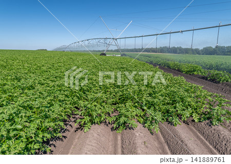 Lush green potato fields under a clear blue sky featuring a large irrigation system in action Lush green potato fields under a clear blue sky featuring a large irrigation system in action 141889761