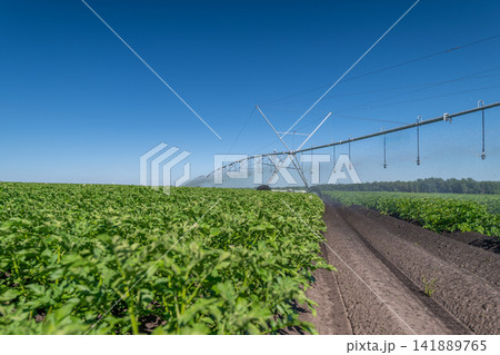 Rows of lush green potato plants flourishing under a bright blue sky while an irrigation system waters the fields Rows of lush green potato plants flourishing under a bright blue sky while an irrigation system waters the fields 141889765