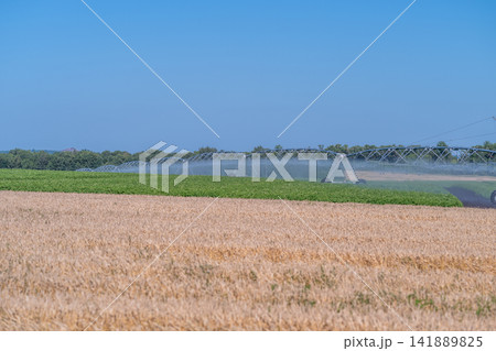 Vast green fields nourished by irrigation under a clear blue sky in a sunny rural setting Vast green fields nourished by irrigation under a clear blue sky in a sunny rural setting 141889825