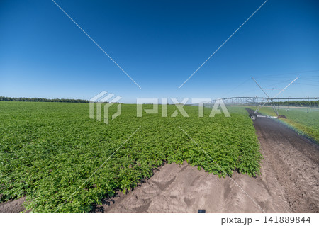 Vibrant green fields thrive under the bright blue sky with irrigation systems in motion showcasing the beauty of agriculture Vibrant green fields thrive under the bright blue sky with irrigation systems in motion showcasing the beauty of agriculture 141889844